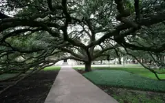 The Century Tree at Texas A&M University